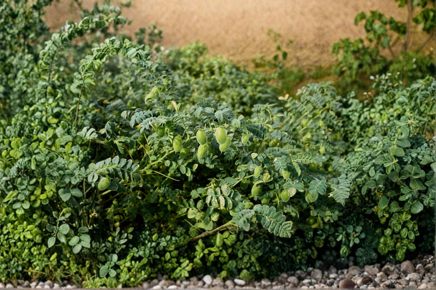 Chickpea Seed – Garbanzo Bean Cicer arietinum for Planting – Edible Legume, Container & Garden Grow
