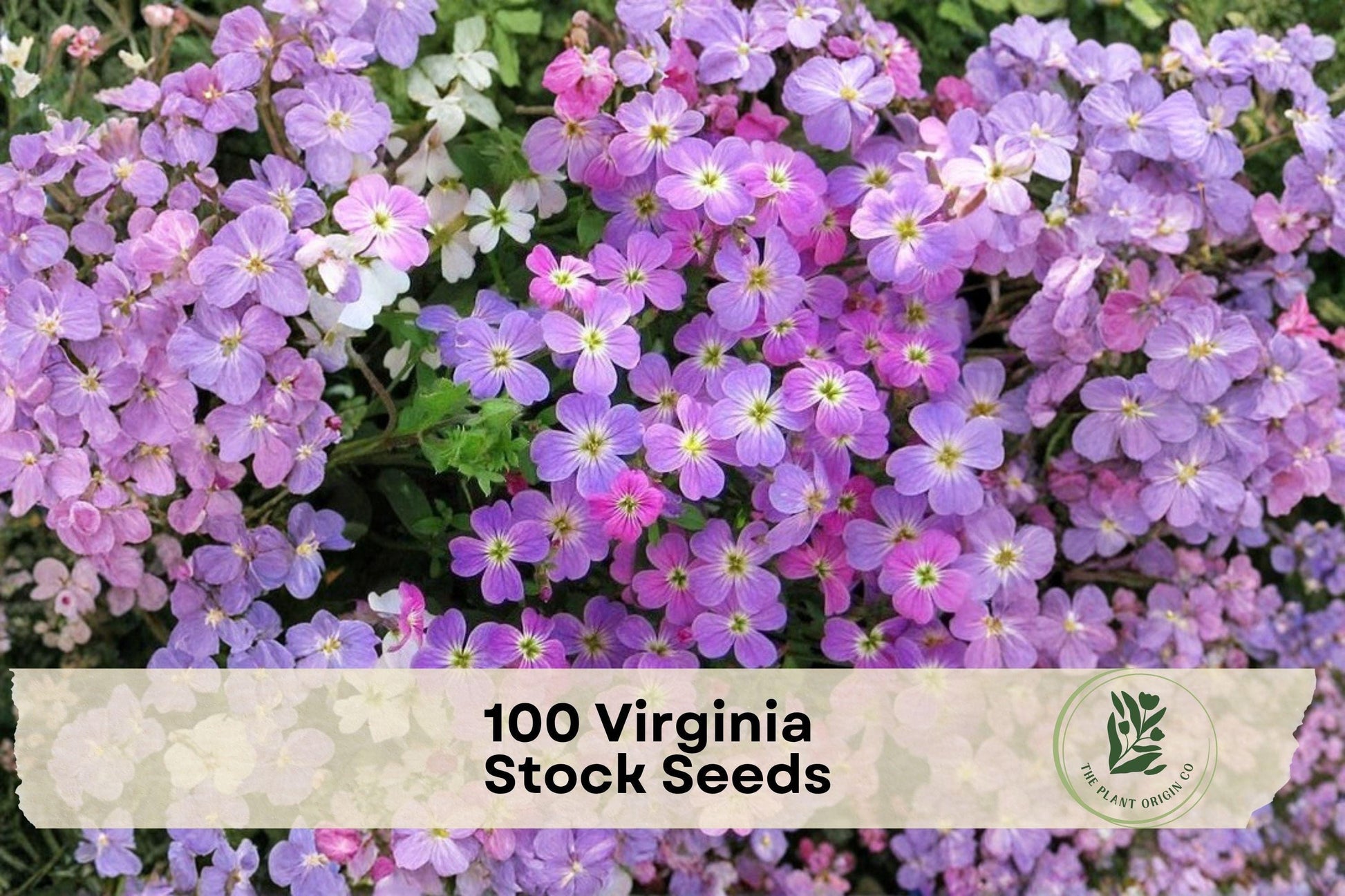 Virginia Stock Seeds 100 Pack | Malcomia maritima | Lilac & White Annual Wildflower for Borders & Containers