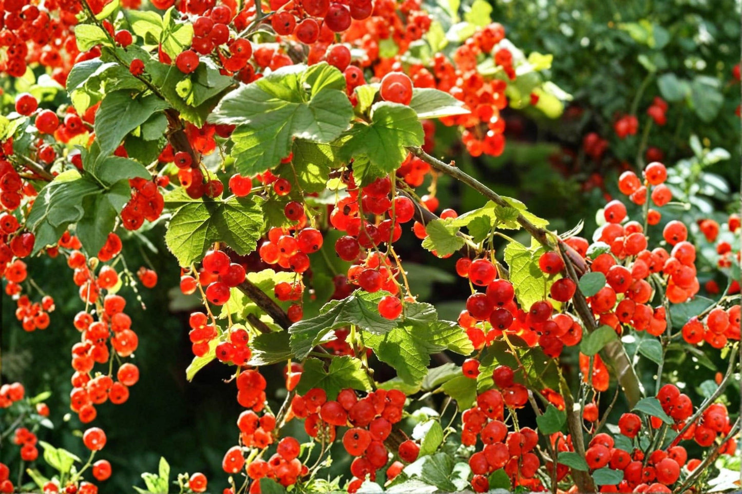 Alpine Currant Seeds – Ribes alpinum – Deciduous Shrub for Hedges, Borders, Wildlife Gardens
