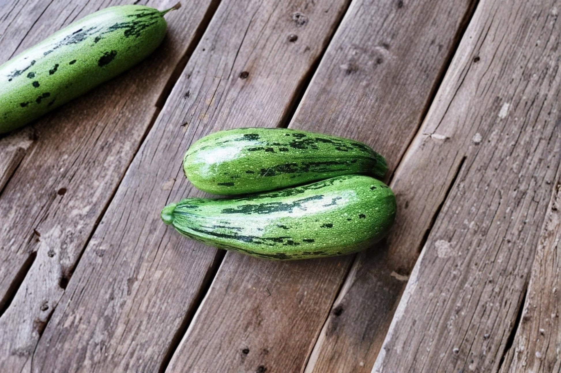 Caserta Squash Seeds – Cucurbita pepo Summer Vegetable Plant for Garden, Container, and Raised Bed Growing