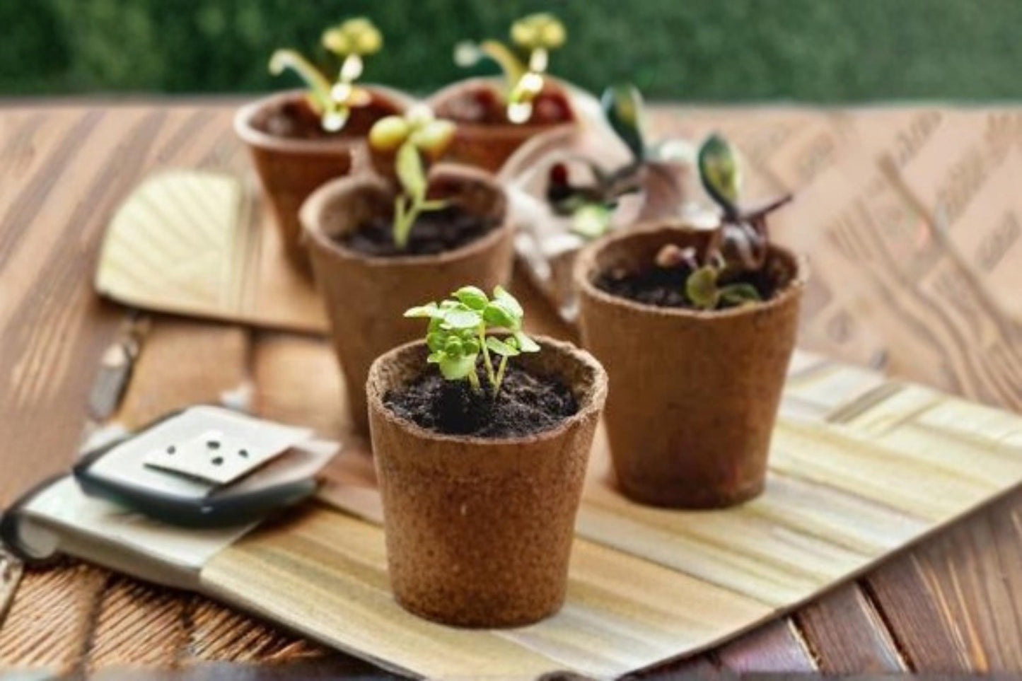 Biodegradable Seedling Pots 3 Inch Pack of 50 – Nursery Containers for Herbs, Vegetables, and Small Plants