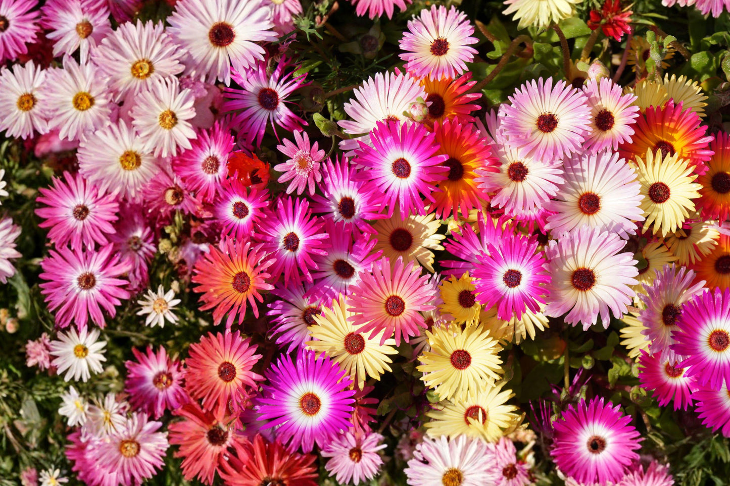 Ice Plant Seeds – Livingstone Daisy, Mesembryanthemum criniflorum, Mixed Color Annual Flower for Borders & Containers