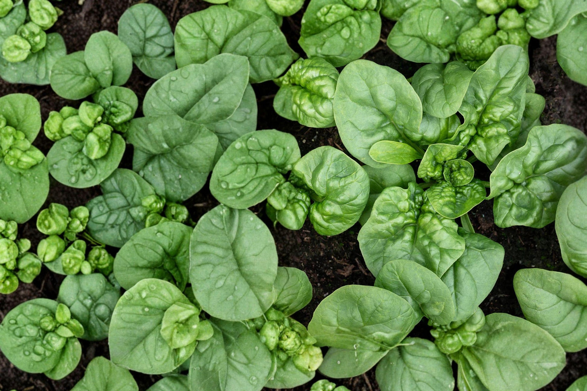 Bloomsdale Long Standing Spinach Seeds – Heirloom Leafy Green, Spinacia oleracea, Dark Green Savoyed Leaves, Vegetable Seed Pack