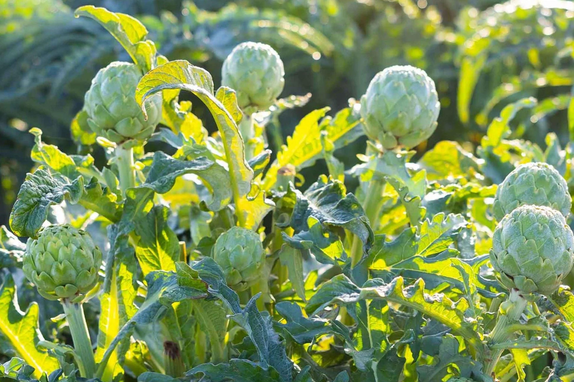 Green Globe Artichoke Seeds – Heirloom Perennial Vegetable, Cynara scolymus, Edible Flower Buds & Ornamental Foliage, 40 Seeds
