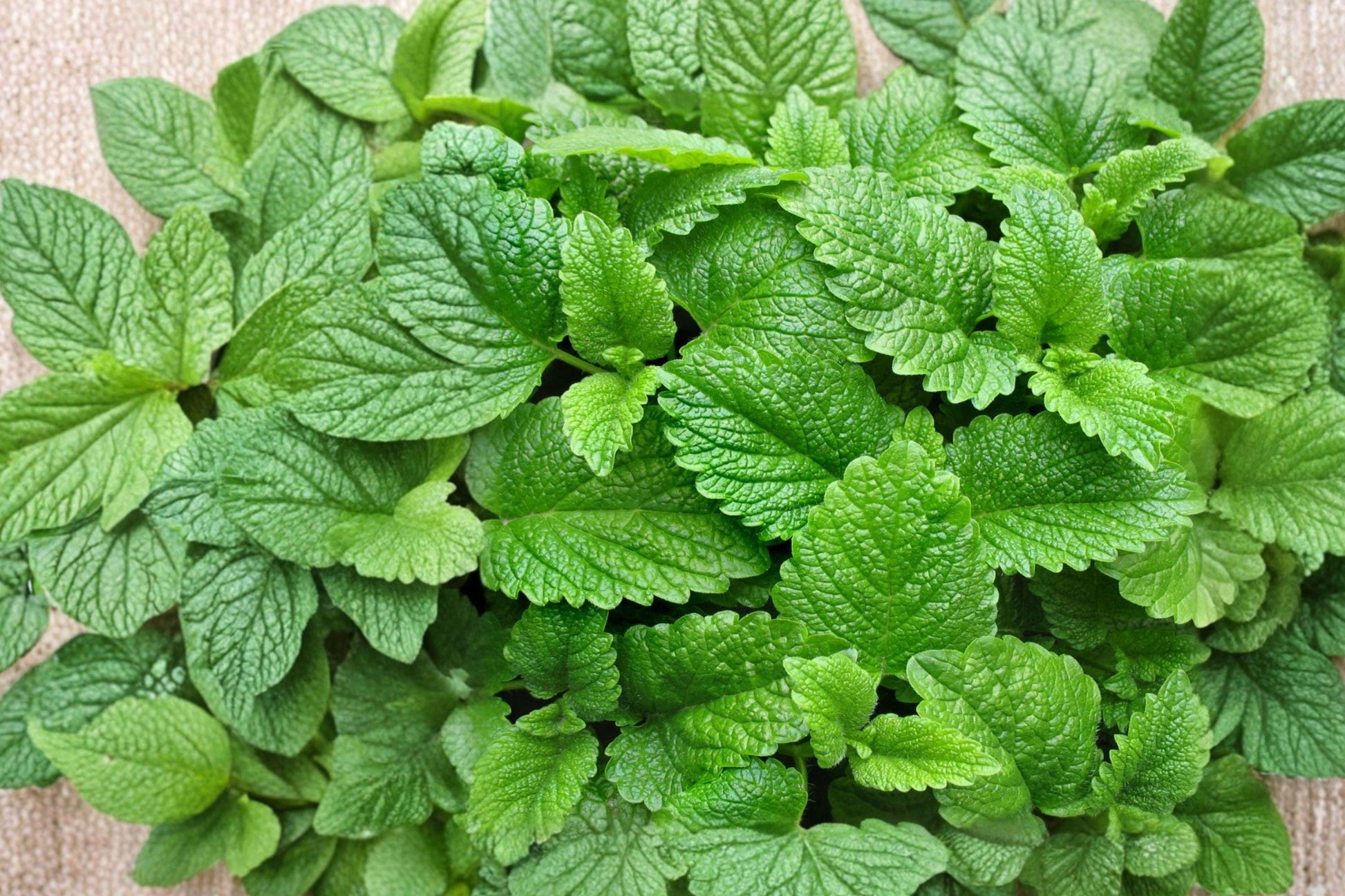 Lemon Balm Seeds 235 – Heirloom Perennial Herb Melissa officinalis for Herb Gardens, Containers & Pollinator Gardens