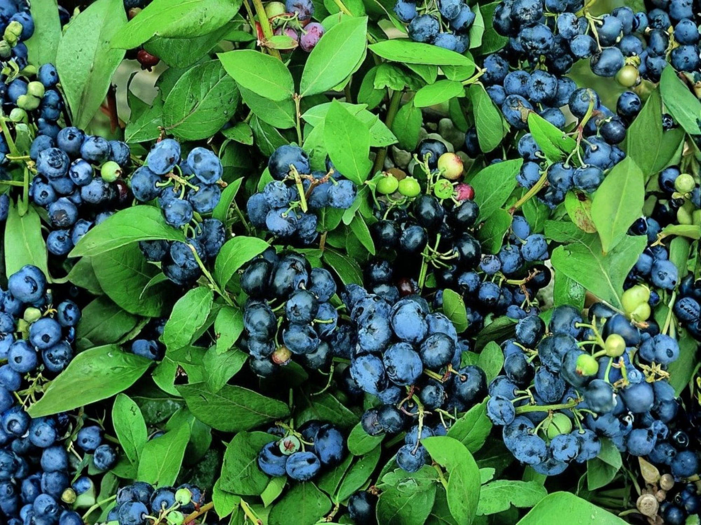 Top Hat Dwarf Blueberry Plant | Vaccinium angustifolium | Compact Edible Berry Shrub for Containers & Small Gardens