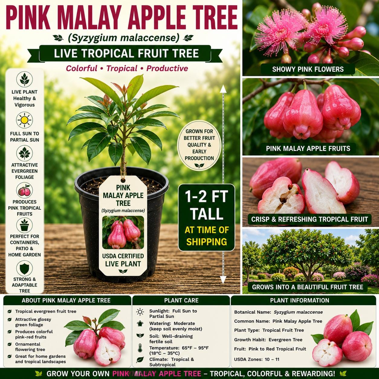 Pink Malay Apple Tree Live Plant – 1-2 Ft Syzygium malaccense Tropical Fruit Tree USDA Certified