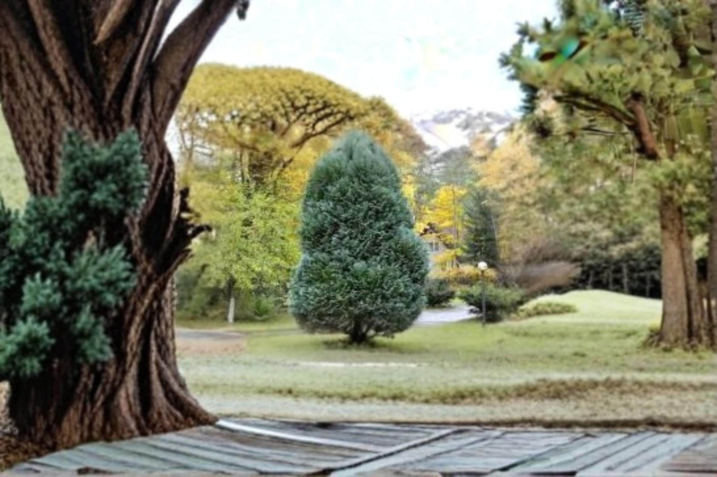 Oriental Arborvitae Seeds – Platycladus orientalis Evergreen Conifer for Hedges, Privacy Screens, Landscaping, 40 Seeds