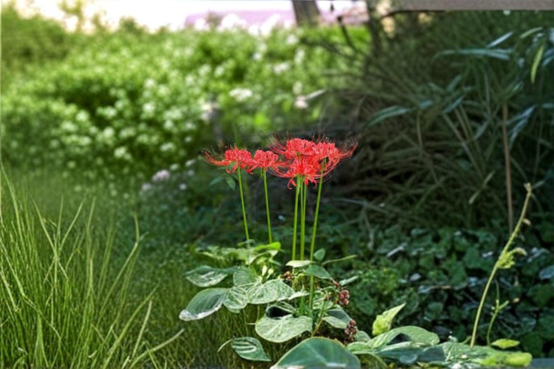 Red Spider Lily Bulb – Lycoris radiata Flowering Bulb with Bright Red Blooms for Garden Beds and Borders