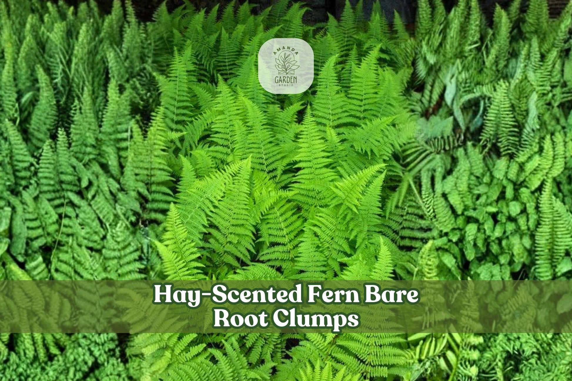 Hay-Scented Fern Bare Root Clumps | Dennstaedtia punctilobula Native Shade Garden Ferns for Woodland Landscapes