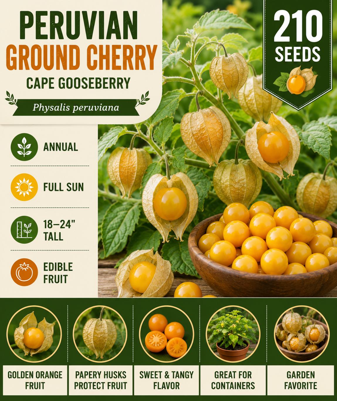 Peruvian Ground Cherry Seeds 210 – Cape Gooseberry Physalis peruviana, Fruit Plant for Garden, Container, Edible Landscape