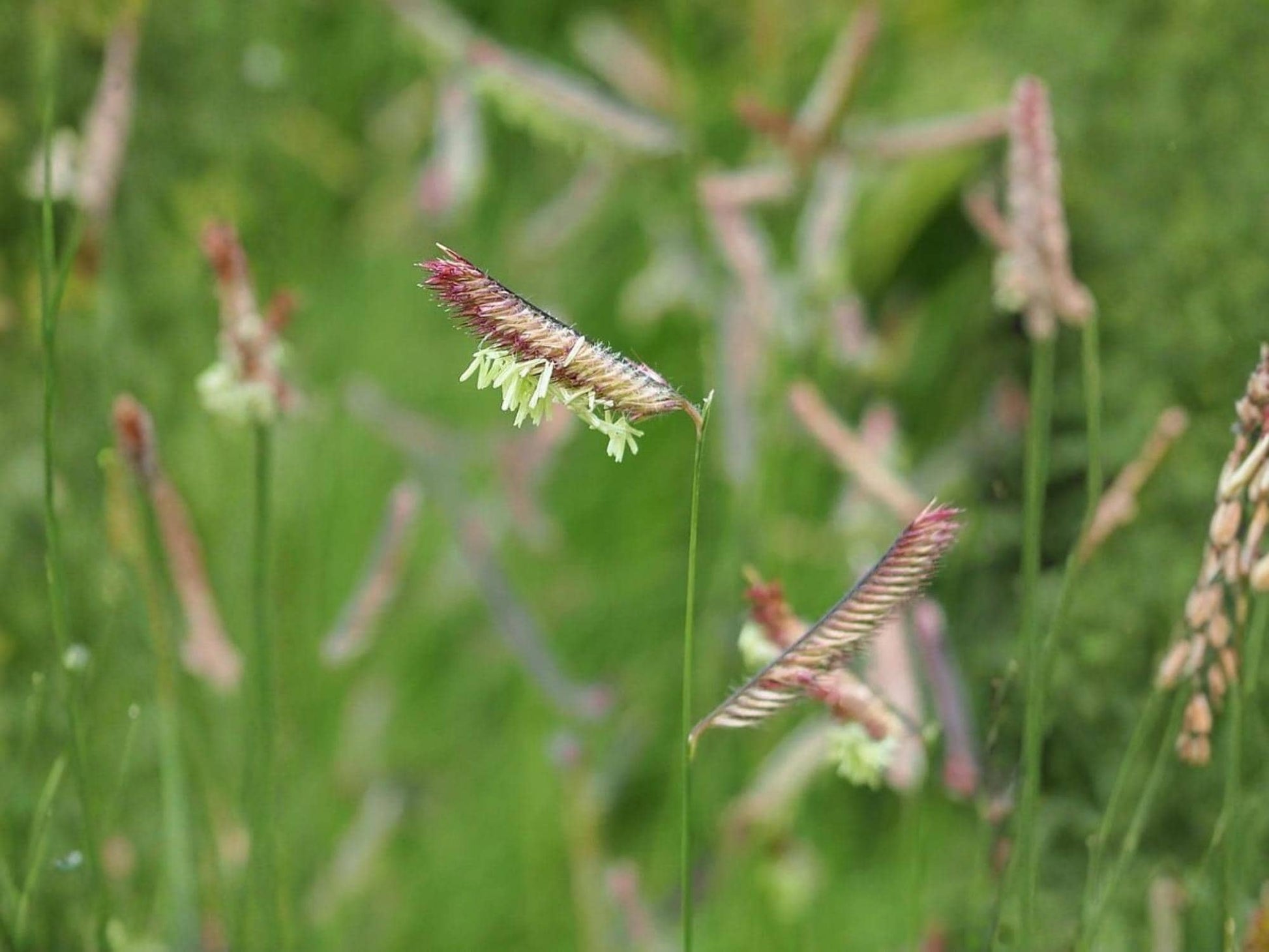 Blue Grama Seeds – Heirloom Non-GMO Native Grass for Gardens, Prairie Landscapes, Bouteloua gracilis