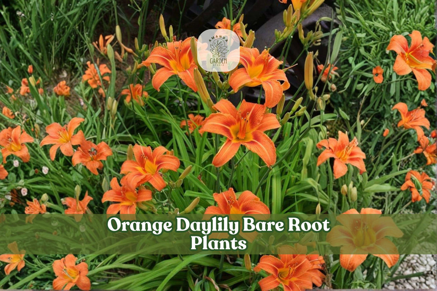 3 Orange Daylily Bare Root Plants | Perennial Flower for Borders & Garden Beds | Hemerocallis spp.