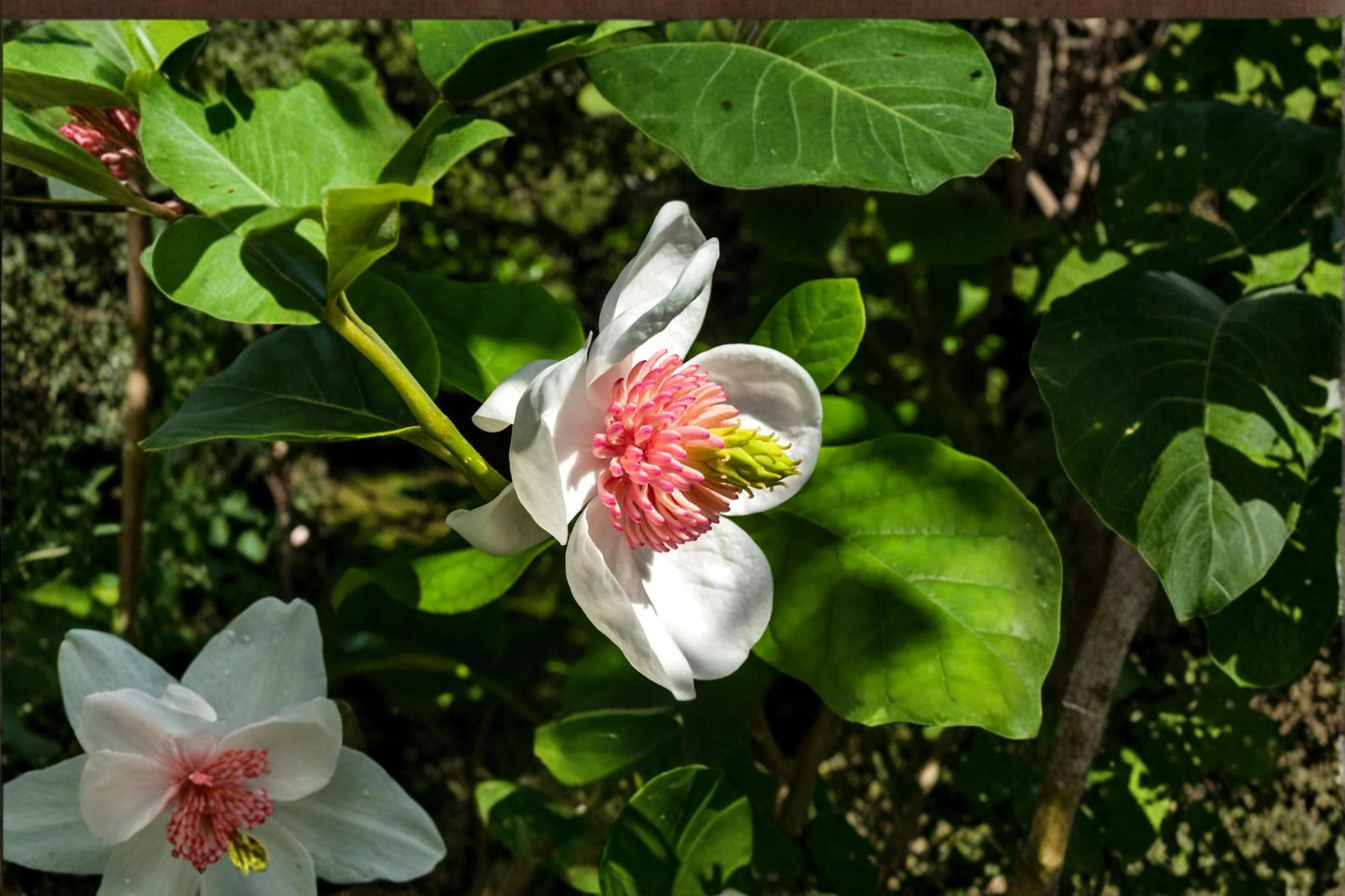 Magnolia Tree Seeds 10 Pack – Pink & White Flowering Ornamental Tree Seeds for Garden Planting – Magnolia spp.