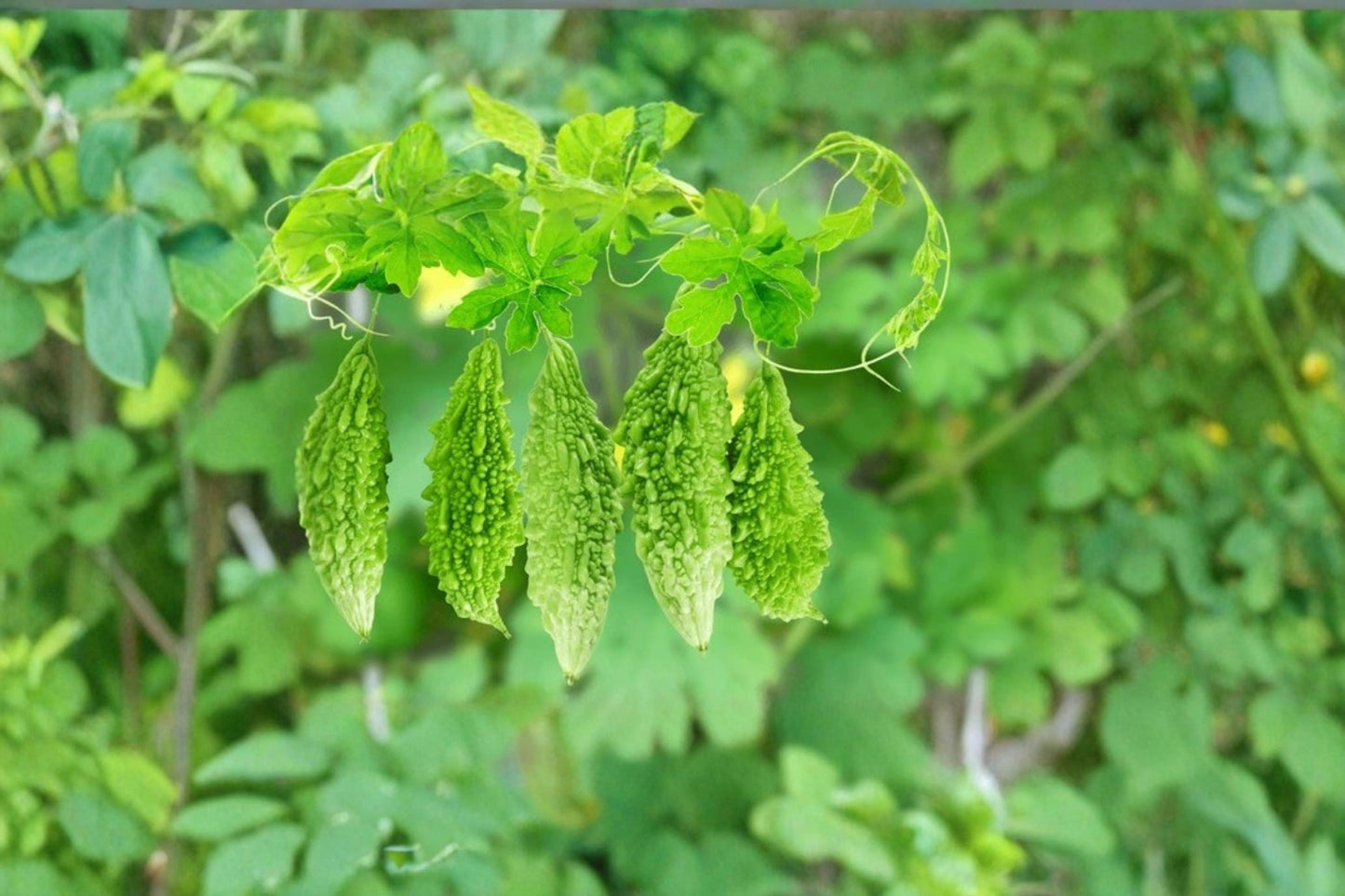 Bitter Gourd Seeds, Momordica charantia, Climbing Vine for Garden & Trellis, Green Melon Seeds, Edible Vegetable Plant, 10 Seeds