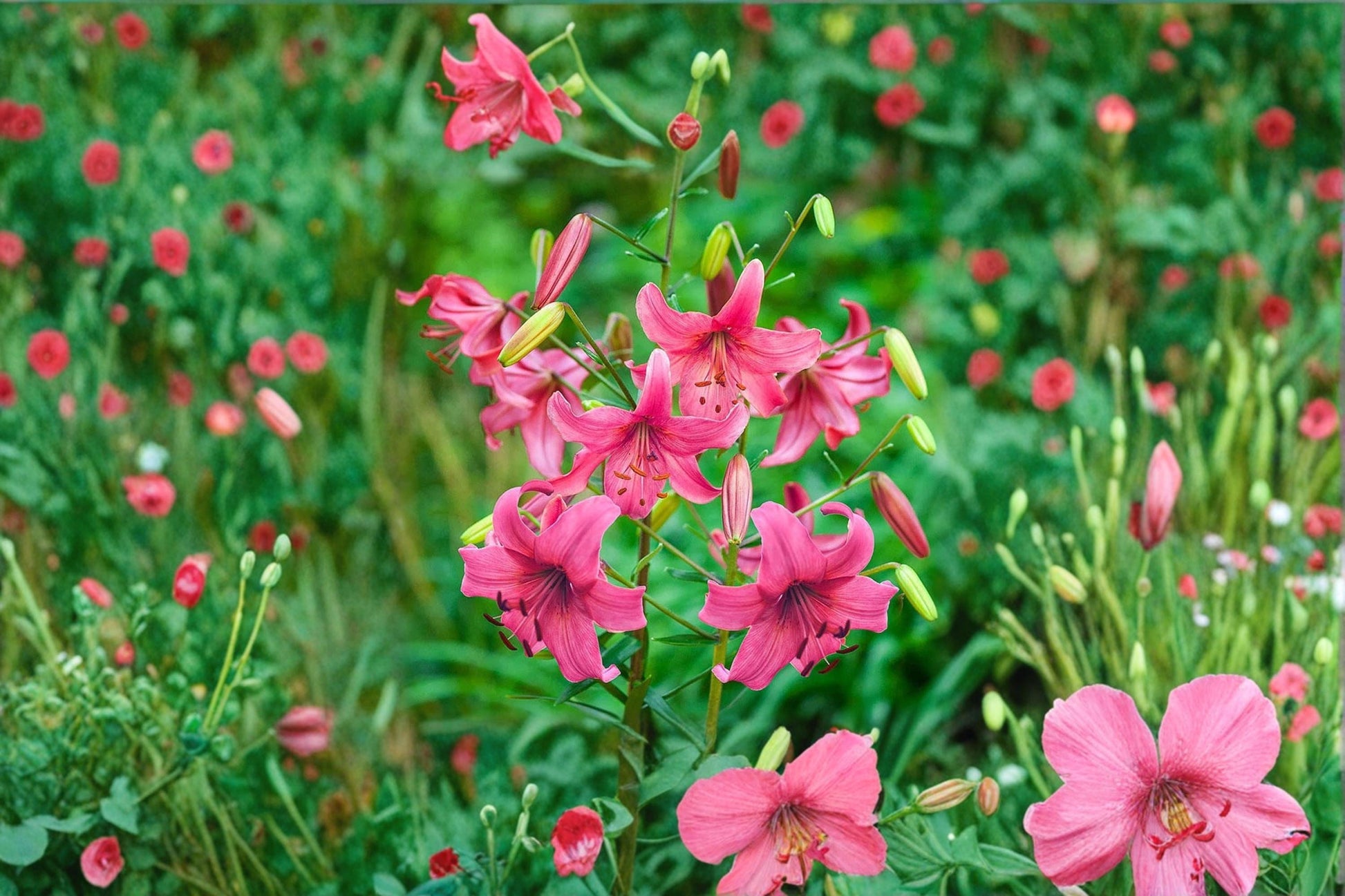 Pink Asiatic Lily Bulbs 10 Pack – Fragrant Pink Flowers for Garden Beds, Borders & Cut Arrangements – Lilium asiatica