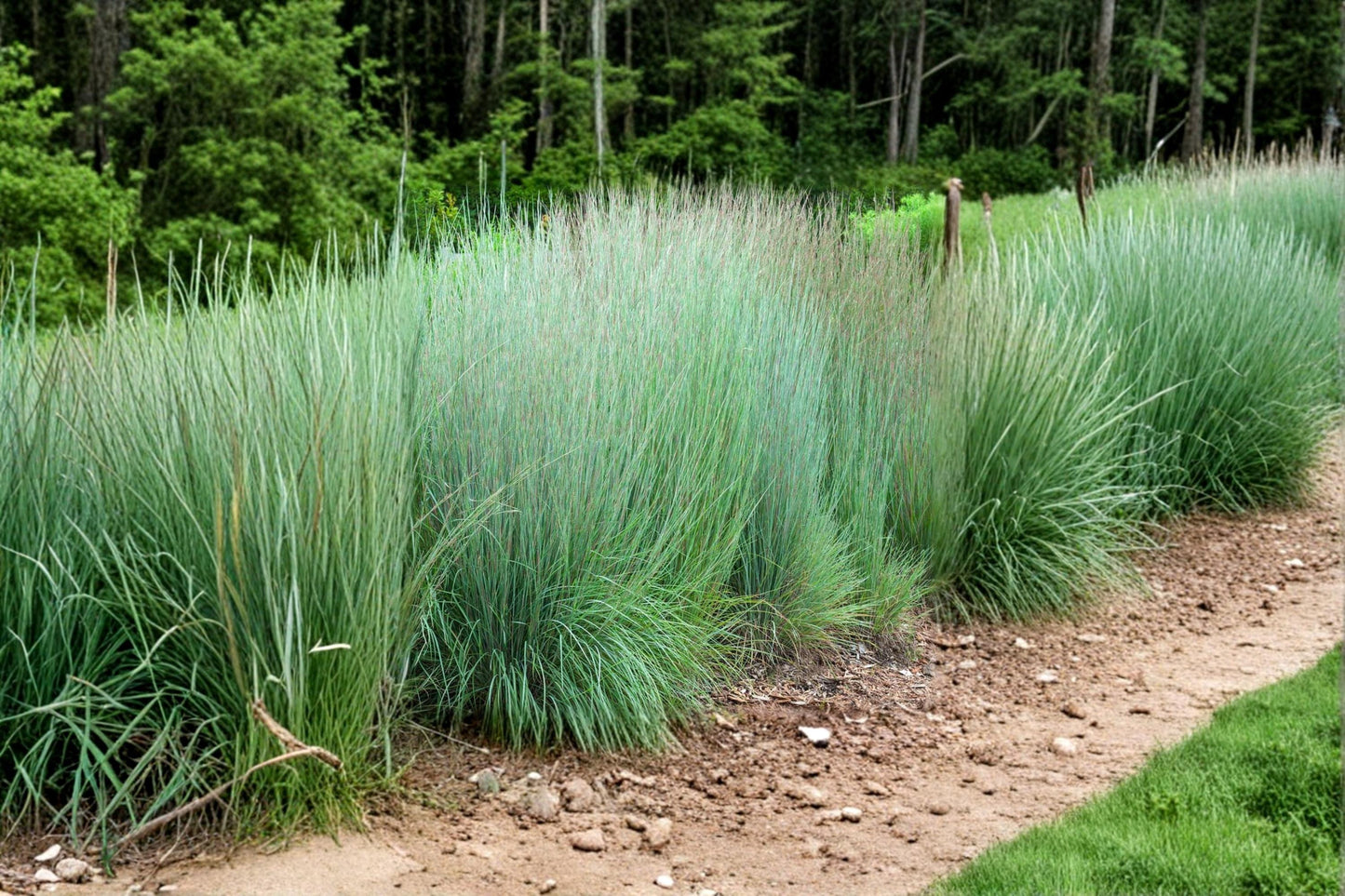 Little Bluestem Grass Seeds 100 Pack – Schizachyrium scoparium Ornamental Prairie Grass for Landscaping