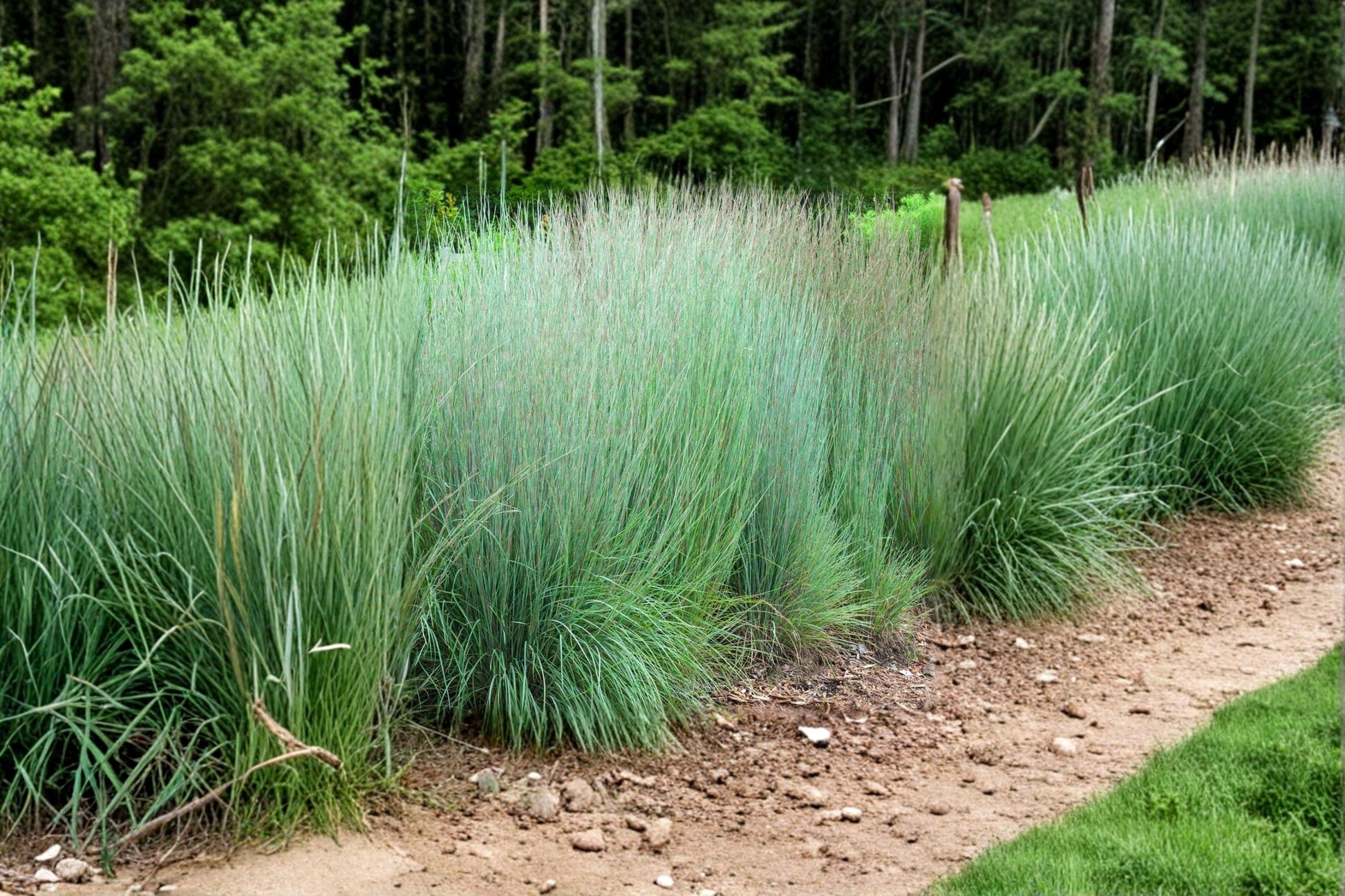 Little Bluestem Grass Seeds 100 Pack – Schizachyrium scoparium Ornamental Prairie Grass for Landscaping