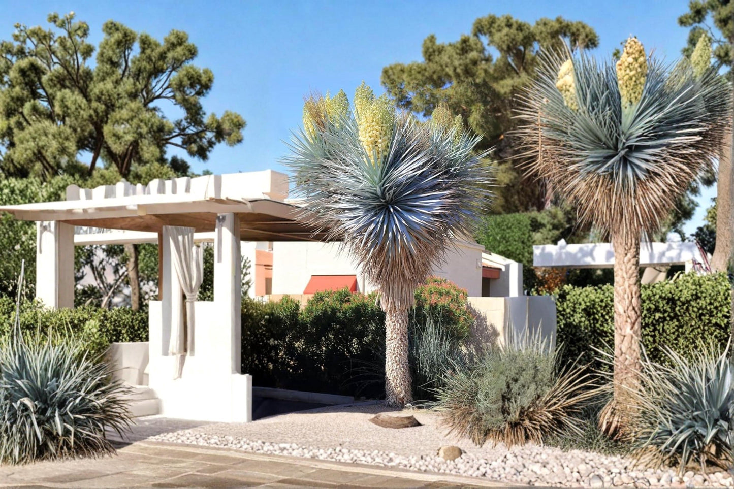 Blue Yucca Tree Seeds – Yucca rigida Ornamental Drought Tolerant Plant Seeds for Xeriscape and Desert Gardens
