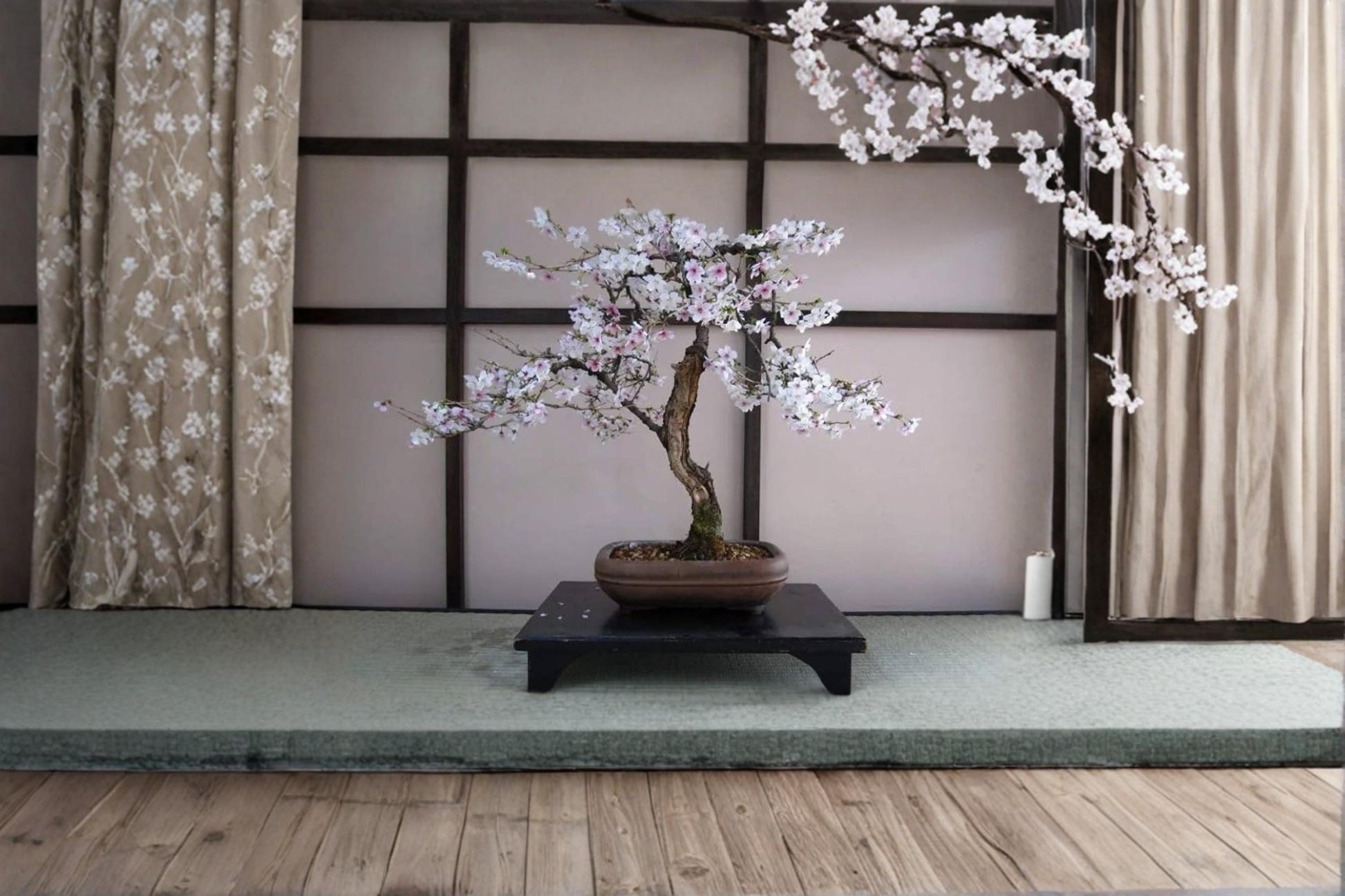 Black Cherry Tree Seeds – Prunus serotina Fruit-Bearing Deciduous Bonsai Seeds for Outdoor Gardens