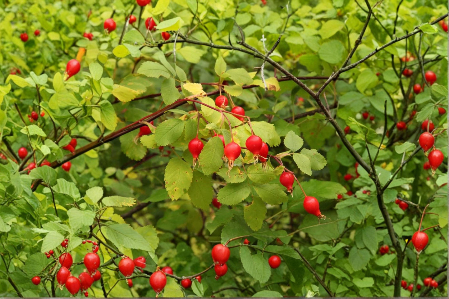 Woods Rose Seeds 30 Pack – Rosa woodsii Wild Rose Bush Seeds for Native Gardens, Wildlife, Pink Flowers