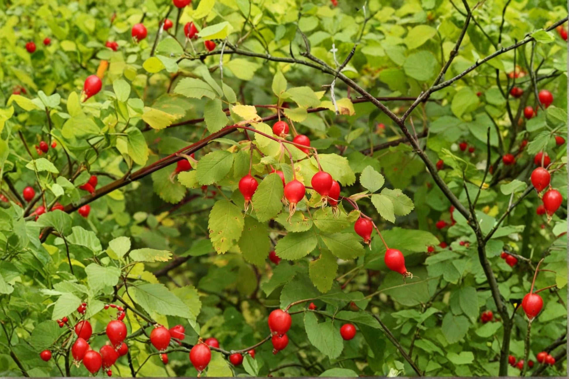 Woods Rose Seeds 30 Pack – Rosa woodsii Wild Rose Bush Seeds for Native Gardens, Wildlife, Pink Flowers