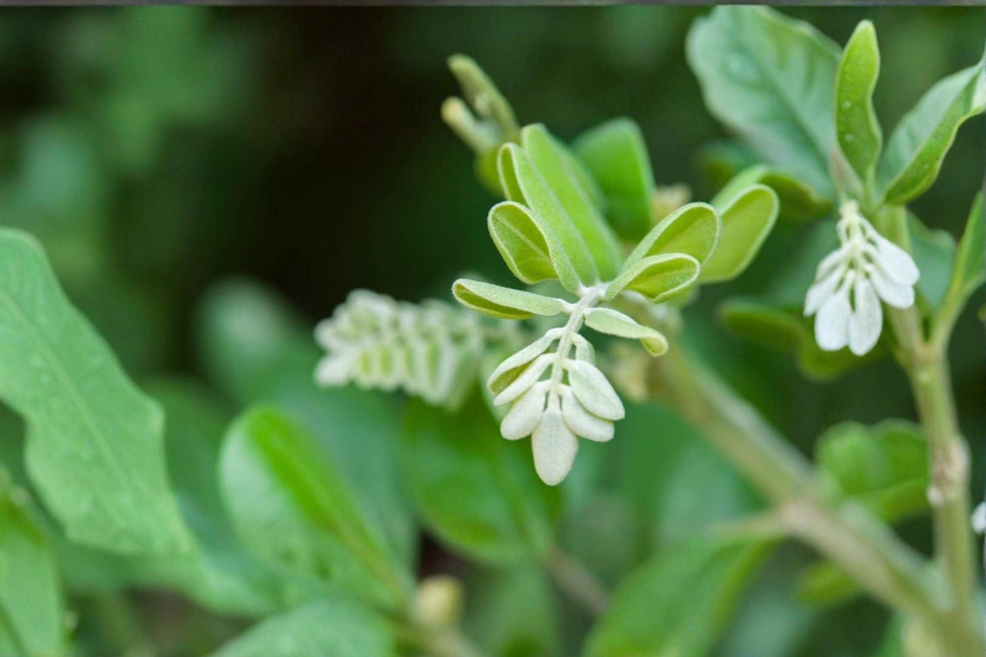 Silver Necklace Bush Seeds – Sophora tomentosa Tropical Flowering Shrub, Silver Foliage, Yellow Flowers, Coastal Garden Plant