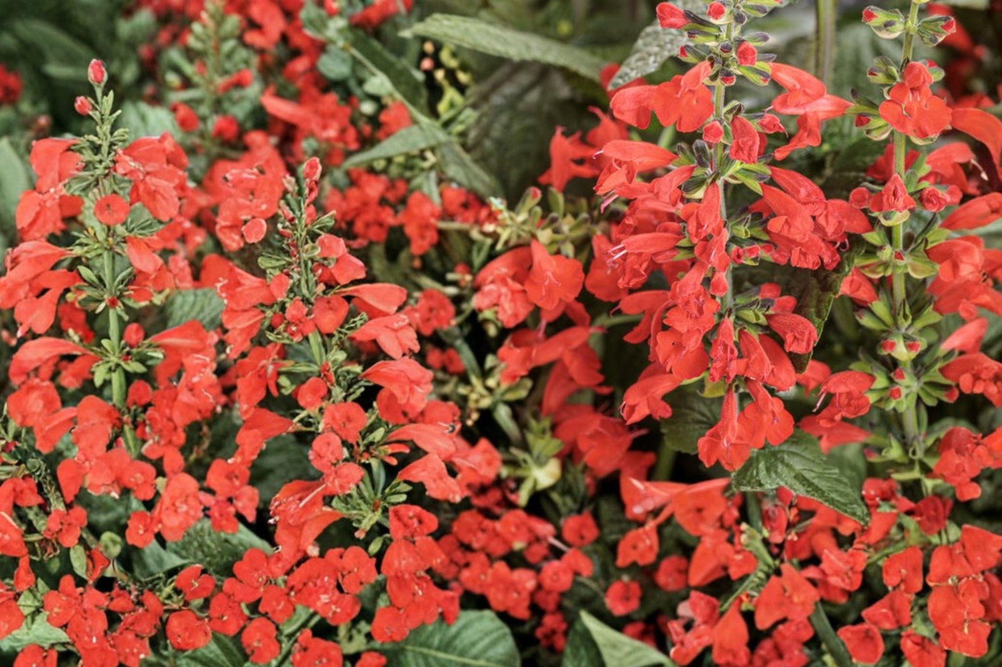 Scarlet Sage Seeds 300 Salvia coccinea Red Wildflower for Hummingbird Gardens, Sun or Part Shade