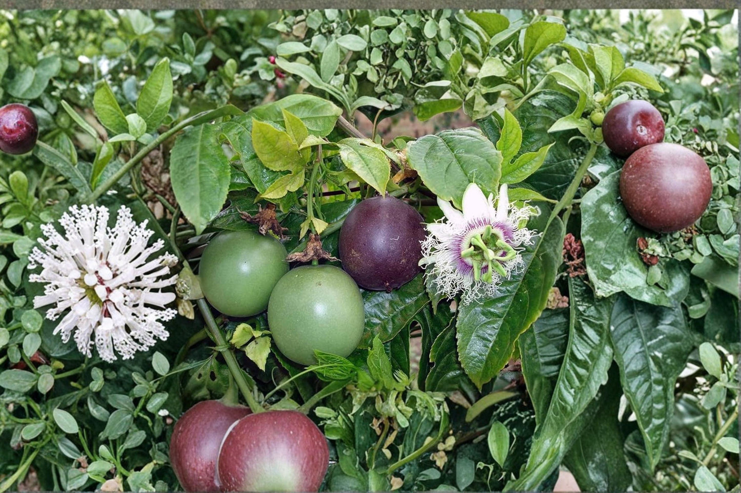 Passion Fruit Seeds – Passiflora edulis Tropical Climbing Vine for Garden, Trellis & Container Cultivation