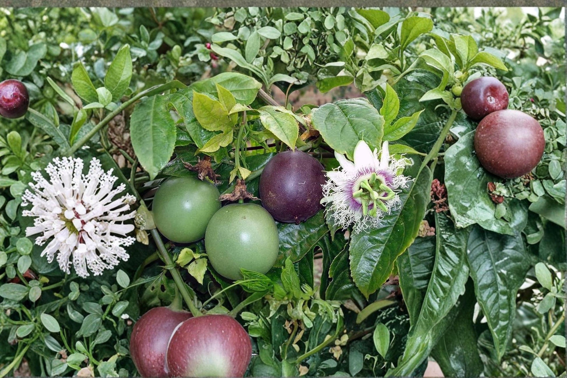 Passion Fruit Seeds – Passiflora edulis Tropical Climbing Vine for Garden, Trellis & Container Cultivation