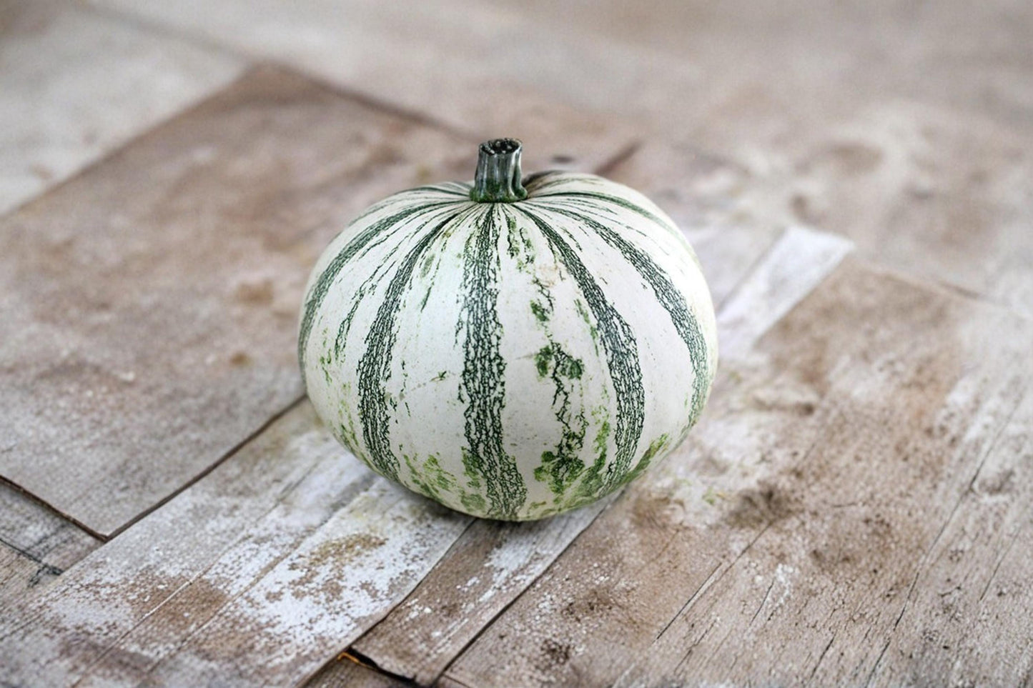 Silver Edge Pumpkin Seeds – Exotic Striped Ornamental Squash Variety for Garden Planting
