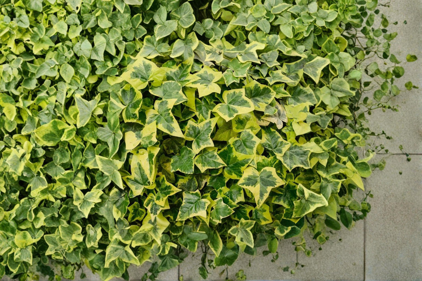 English Ivy Seeds – Hedera helix Climbing Vine for Gardens, Fences & Ground Cover, Evergreen Ornamental Plant