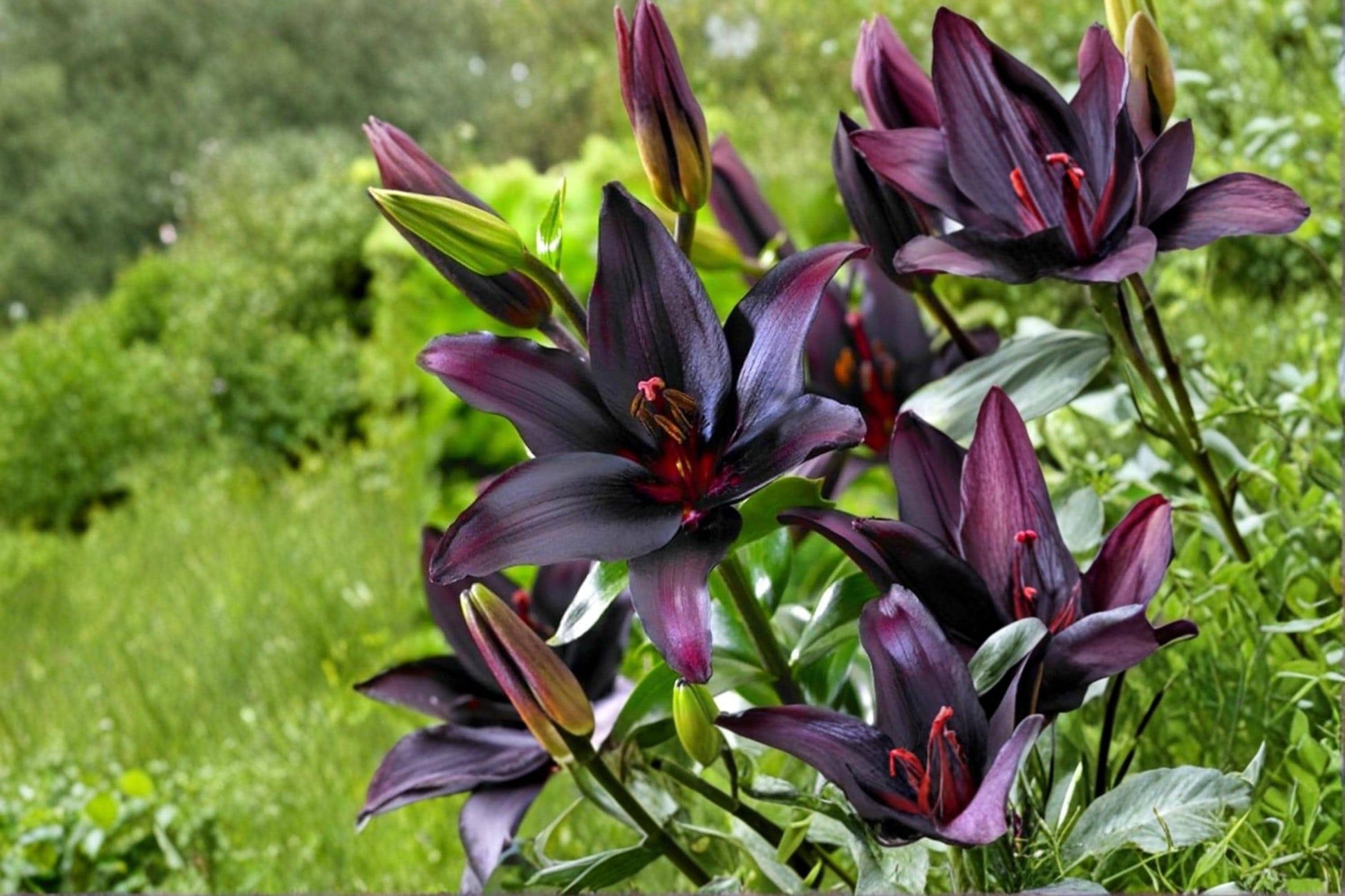 Blackstone Lily Bulbs – Deep Burgundy Asiatic Lily – Perennial Flowering Bulb – Lilium asiatic hybrid
