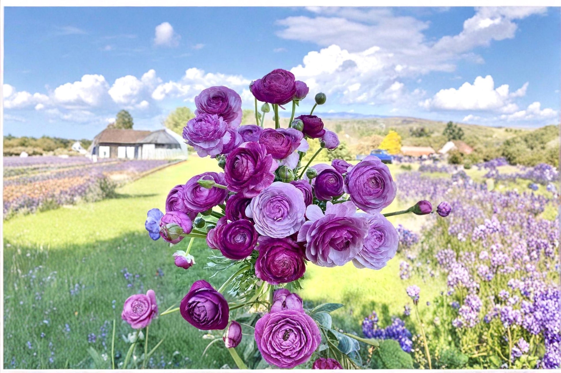 Purple Ranunculus Bulbs for Planting – Ranunculus asiaticus Flower Bulbs for Garden Beds & Containers