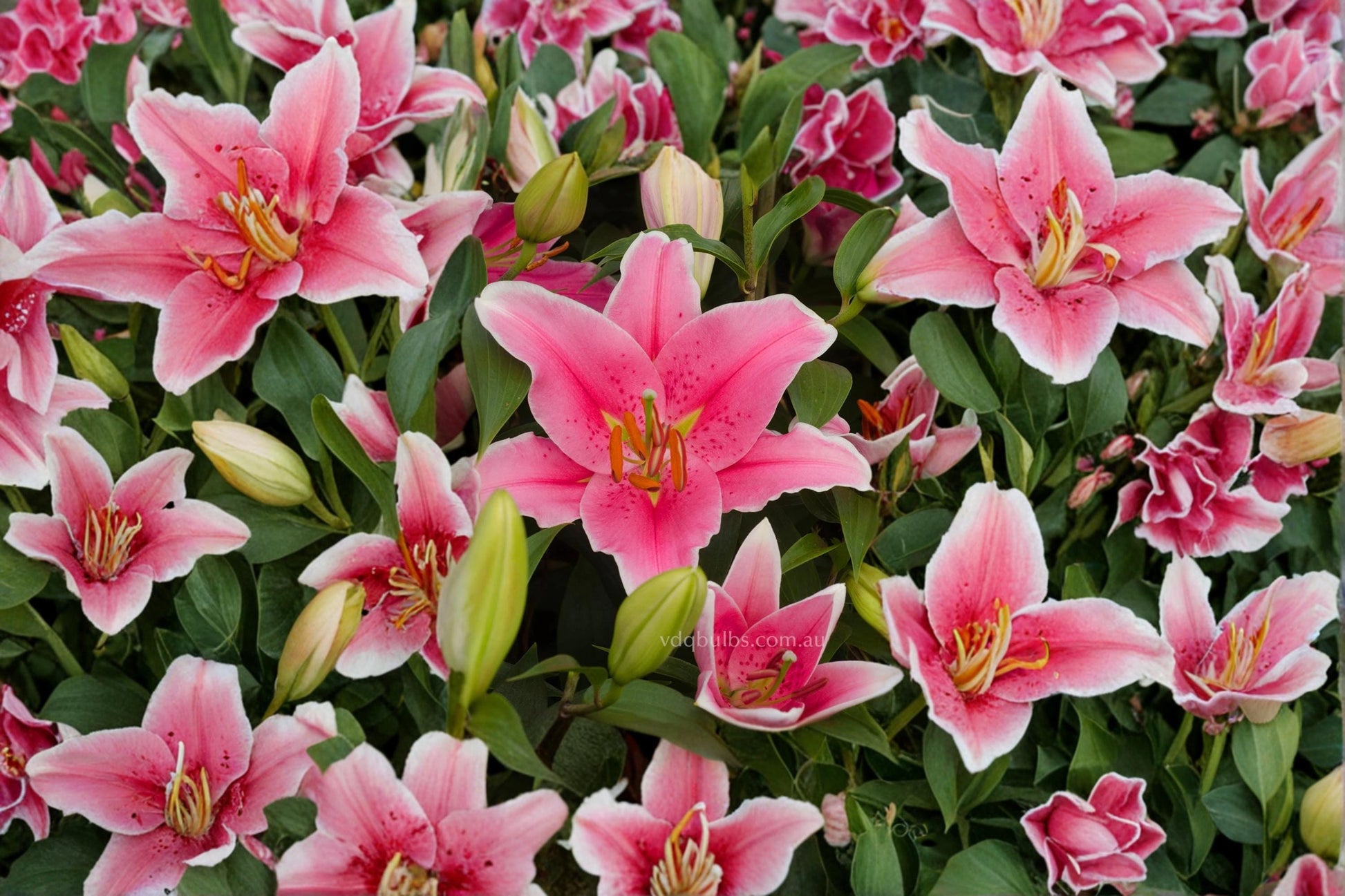 Sorbonne Oriental Lily Bulbs – Pink & White Fragrant Flowers, Lilium Oriental Hybrid, Garden & Container Planting