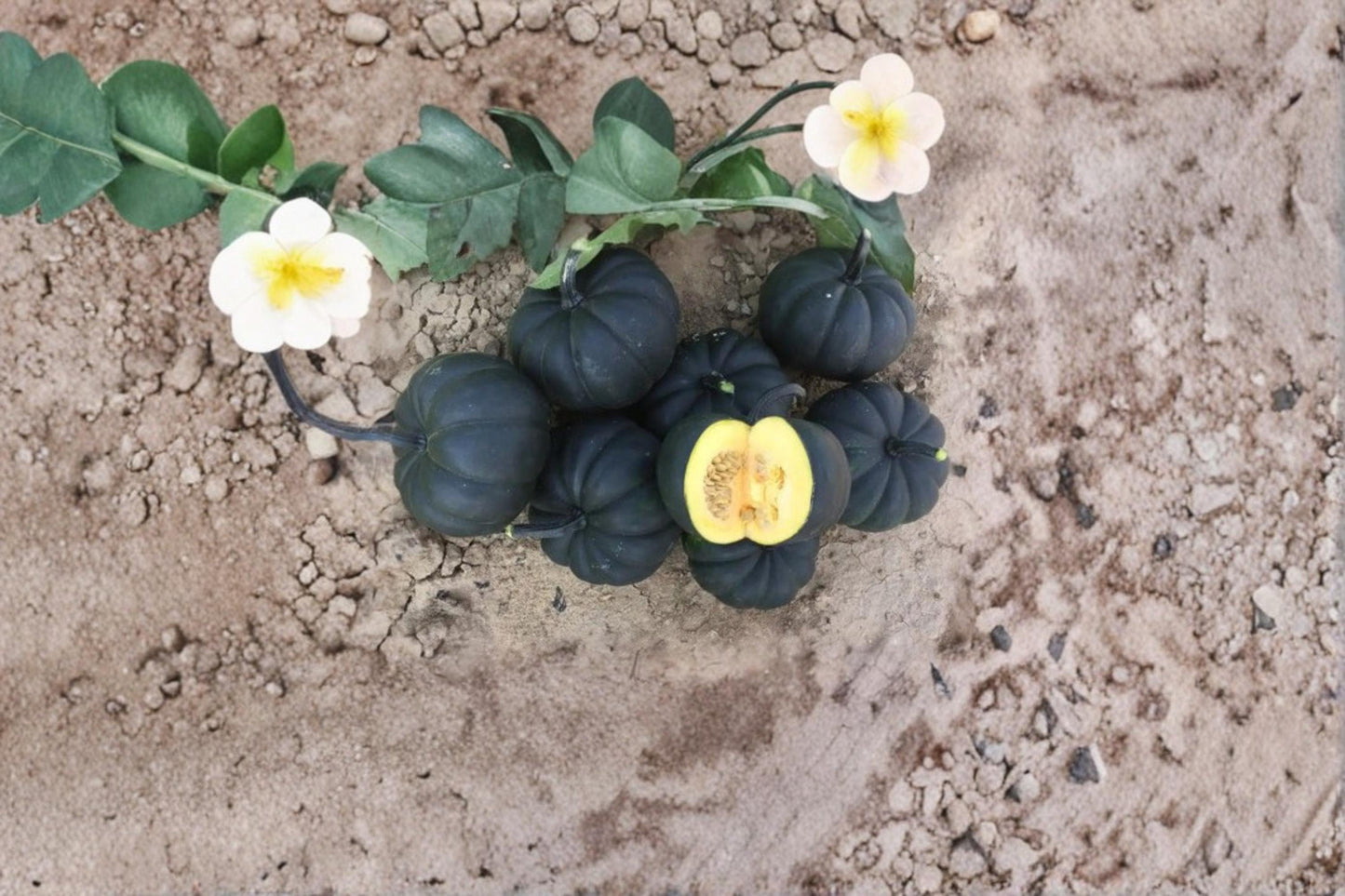 Black Kat Pumpkin Seeds for Planting – Exotic Dark Ornamental Cucurbita maxima Pumpkin, 10 Seeds