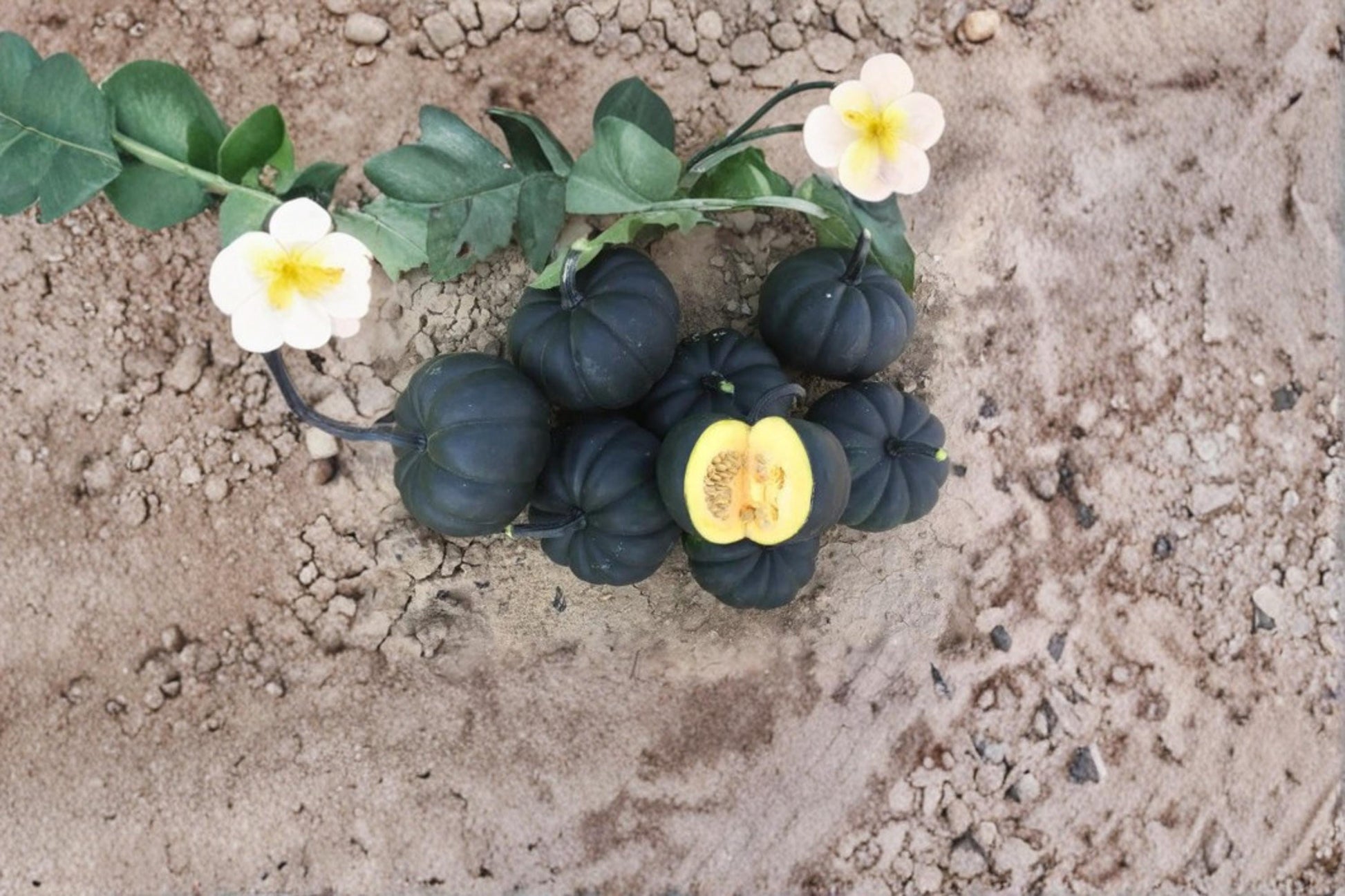 Black Kat Pumpkin Seeds for Planting – Exotic Dark Ornamental Cucurbita maxima Pumpkin, 10 Seeds