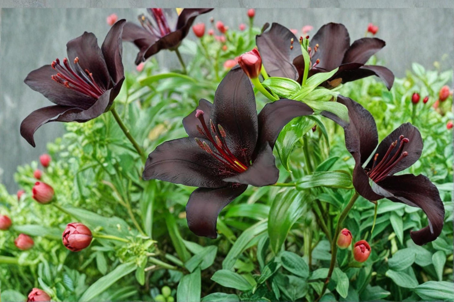 Night Rider Hybrid Lily Bulbs – Deep Burgundy Asiatic Lily Flower Bulbs for Garden, Borders, and Containers
