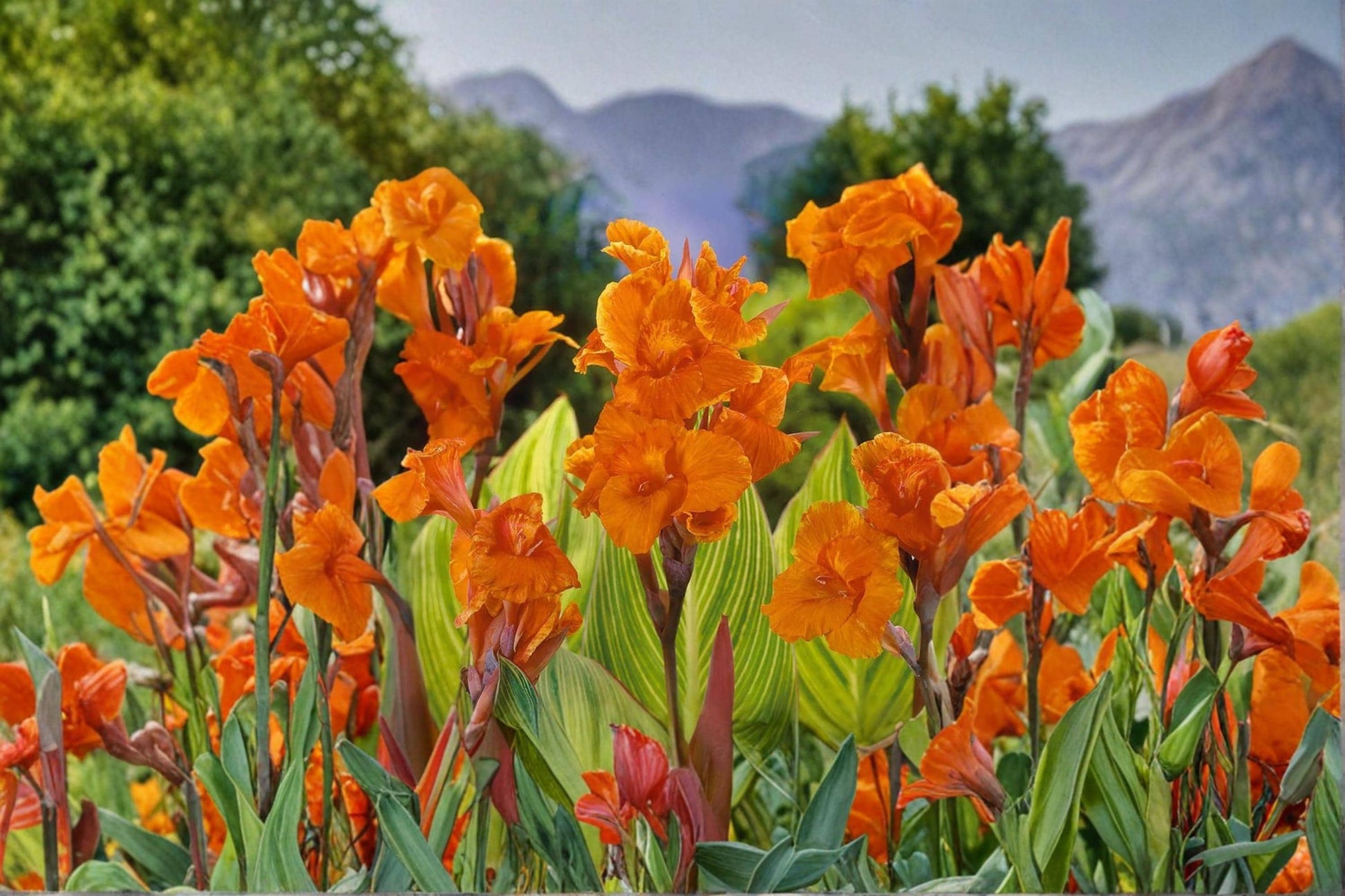 Pretoria Canna Lily Bulbs – Orange Tropical Flowering Bulbs for Garden, Patio & Landscape – Canna indica