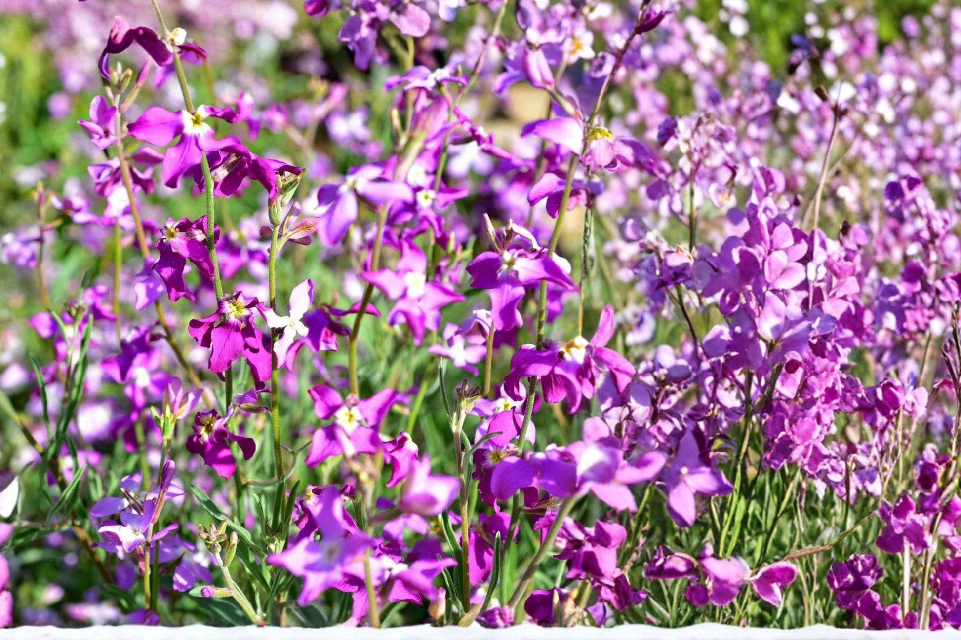 Evening Scented Stock Seeds – Matthiola bicornis Annual Flower Mix in Pink and Purple for Fragrant Garden Blooms