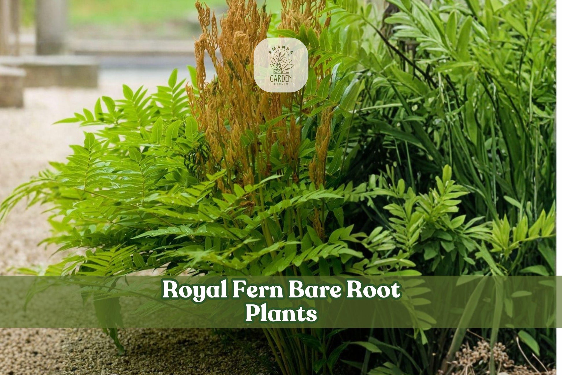 3 Royal Fern Bare Root Plants | Osmunda regalis Ferns for Shade Gardens & Moist Soil