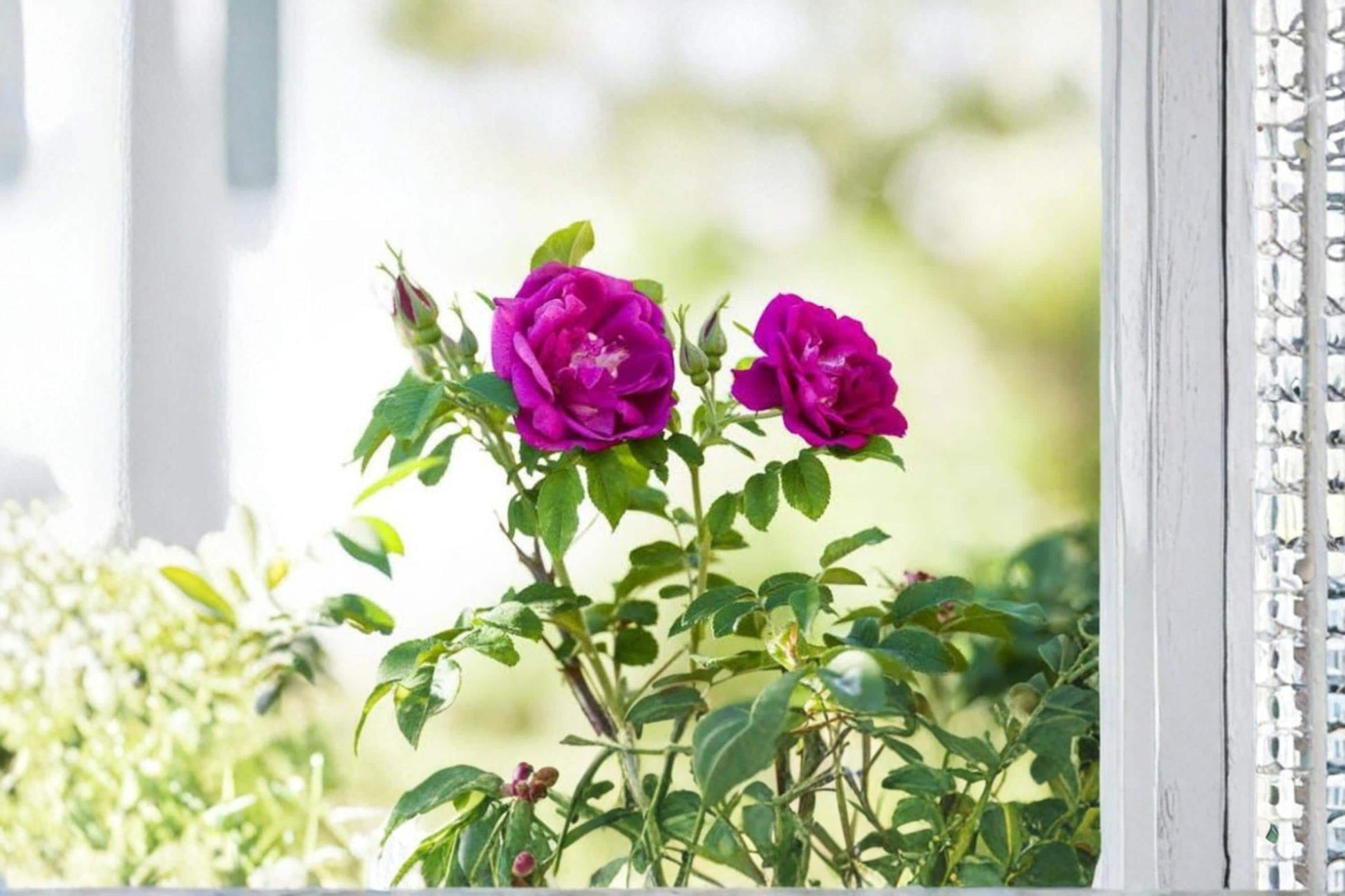 Rugosa Rose Seedling – Rosa rugosa – Hardy Pink Flowering Shrub for Landscaping and Borders