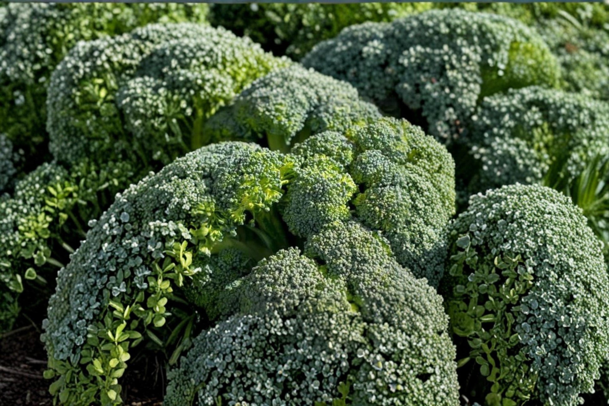 Broccolini Vegetable Seed – Aspabroc Hybrid Brassica oleracea for Home Garden, Container, Raised Bed Planting
