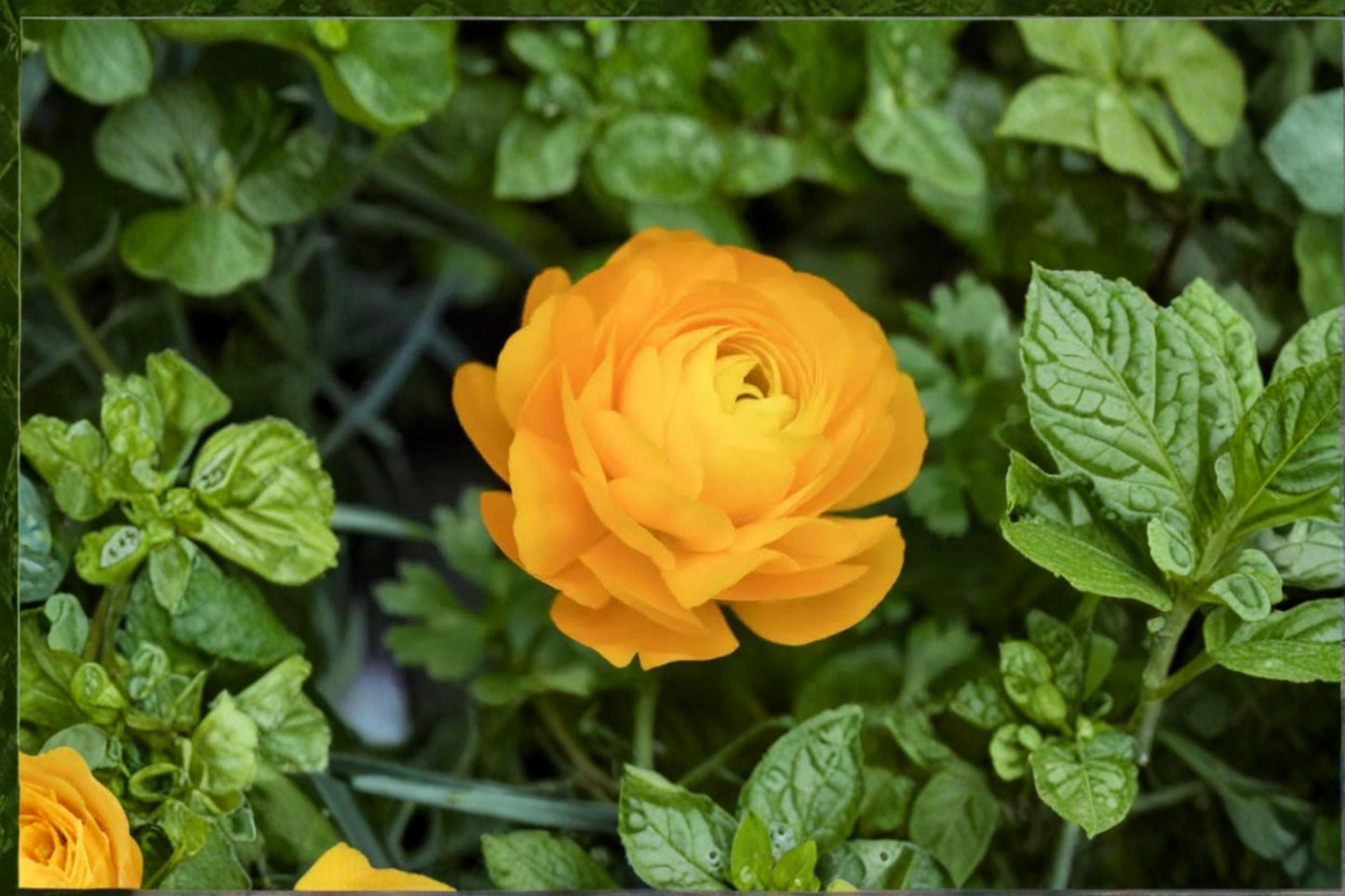 Yellow Ranunculus Bulb – Ranunculus asiaticus Perennial Flower Bulb for Garden, Border & Container Planting