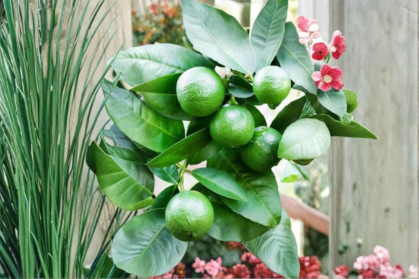 Dwarf Lime Tree Seeds – Citrus aurantifolia Compact Citrus for Containers, Home Gardens, Patio, Edible Landscaping
