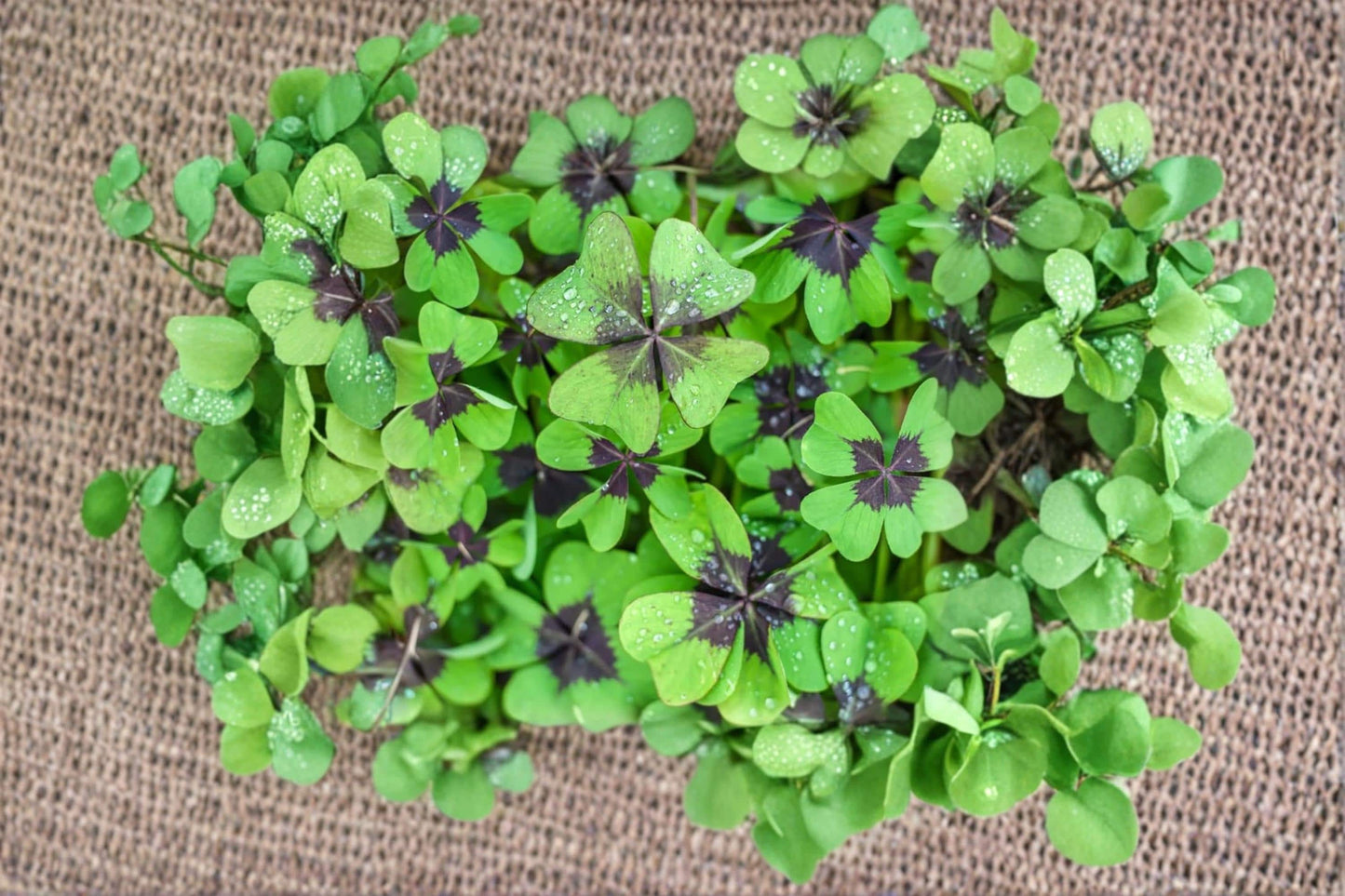 Iron Cross Shamrock Bulbs – Oxalis triangularis Purple Leaf Clover Plant for Indoor & Garden Decoration
