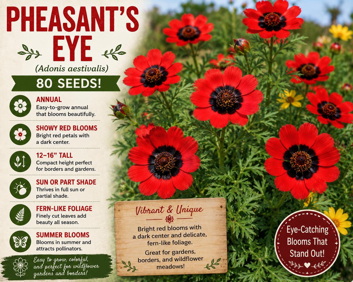 Pheasant's Eye Seeds – Adonis aestivalis Annual Red Wildflower with Dark Centers, 80 Seeds