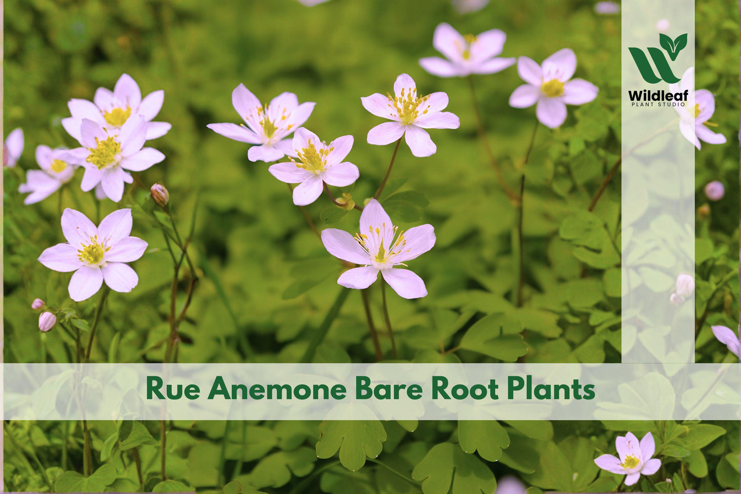 3 Rue Anemone Bare Root Plants | Woodland Wildflower Perennial | Anemonella thalictroides Native Shade Garden Plant