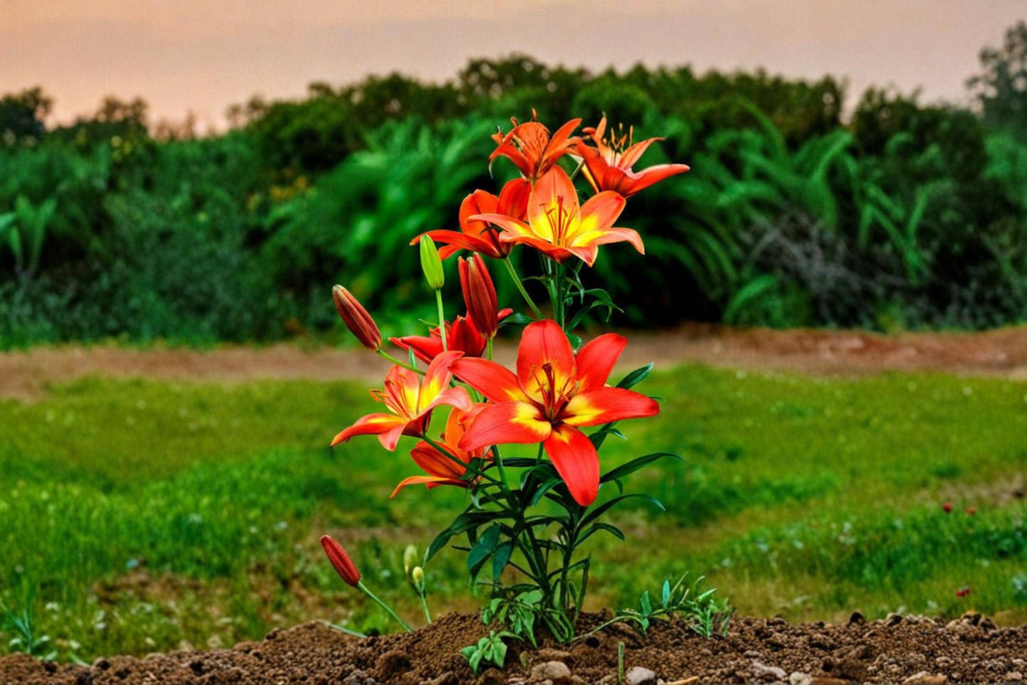 Forever Linda Lily Bulbs – Crimson and Yellow Lilium Hybrid Flowering Bulbs for Garden Beds & Containers