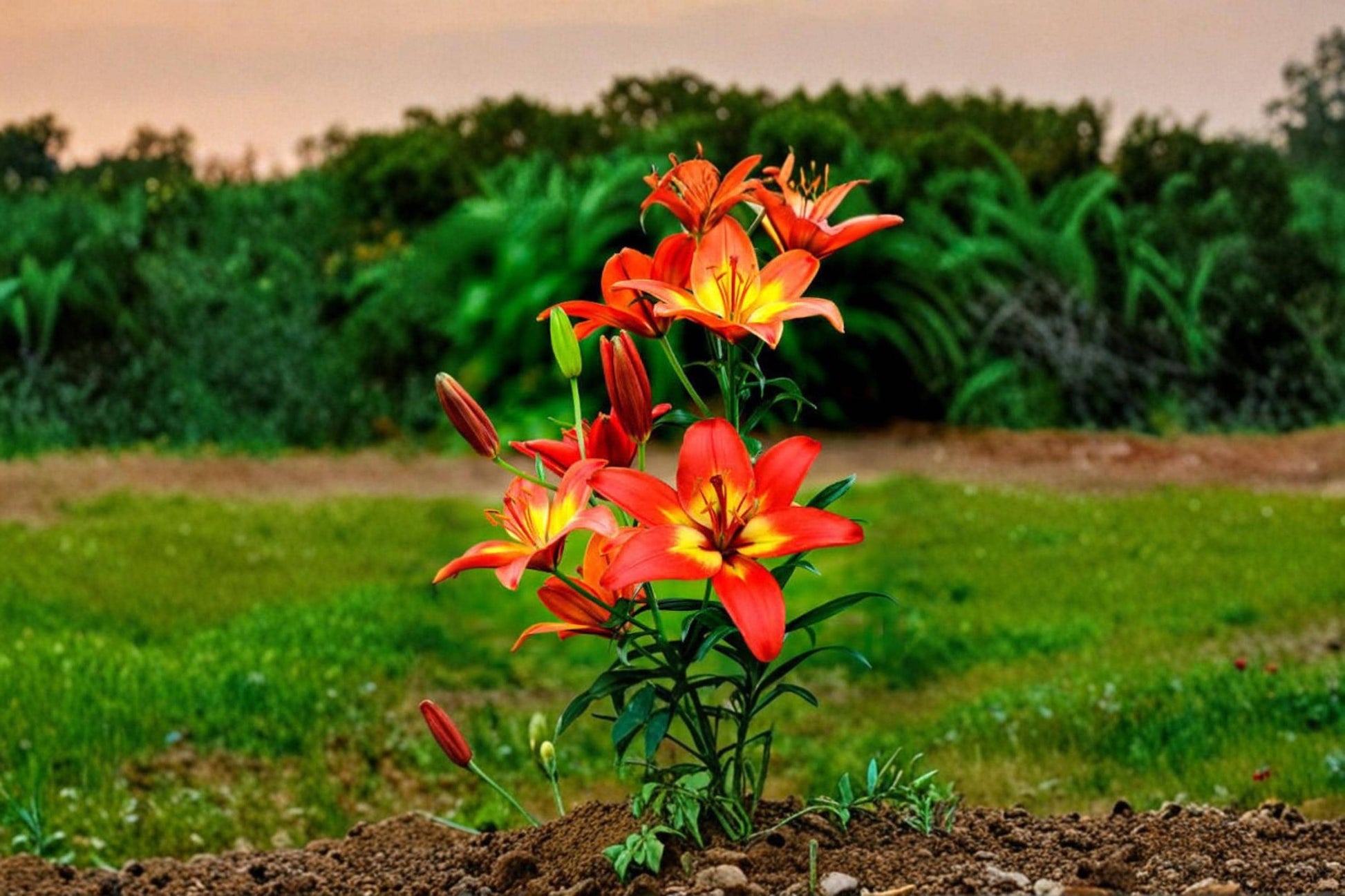 Forever Linda Lily Bulbs – Crimson and Yellow Lilium Hybrid Flowering Bulbs for Garden Beds & Containers